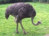 Ostrich1.jpg
